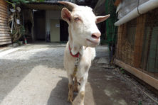 ひかりペット霊園