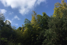 PET FUNERAL 明日花