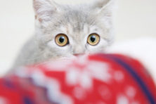 大阪ペット葬祭・光堂（ひかりどう）