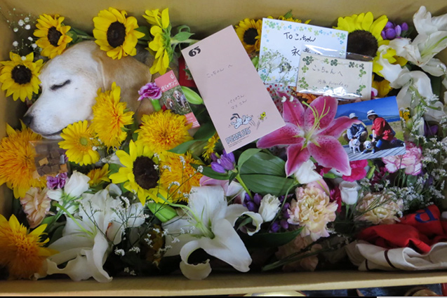 ペットが亡くなった時に送りたいお悔やみの花 おすすめのショップ３選 ペット葬儀 火葬 霊園の口コミ 評判が見つかる ペット葬儀マップ